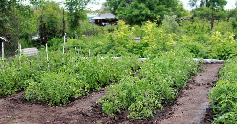 Pest Control Without Pesticides: Natural Solutions for a Healthy Vegetable Garden